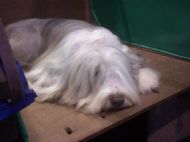 Jodie Crufts 2007